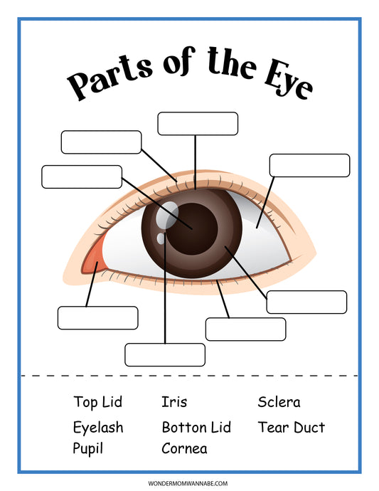 Diagram of an eye labeled "Parts of the Eye," featuring blank spaces and corresponding labels: Top Lid, Eyelash, Pupil, Iris, Bottom Lid, Cornea, Sclera, and Tear Duct. This Human Eye Activity Set from Wondermom Shop serves as a perfect digital product for engaging educational activities.
