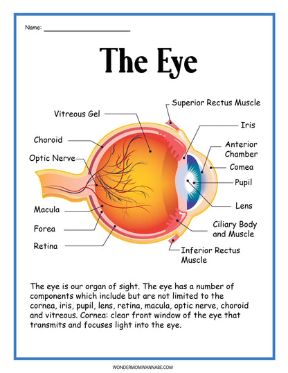 Check out the Human Eye Activity Set by Wondermom Shop. It features a labeled diagram of the human eye, highlighting parts such as the cornea, iris, pupil, lens, retina, macula, optic nerve, and vitreous gel. Perfect for educational activities or as a digital product to enhance your understanding of its structure and function.