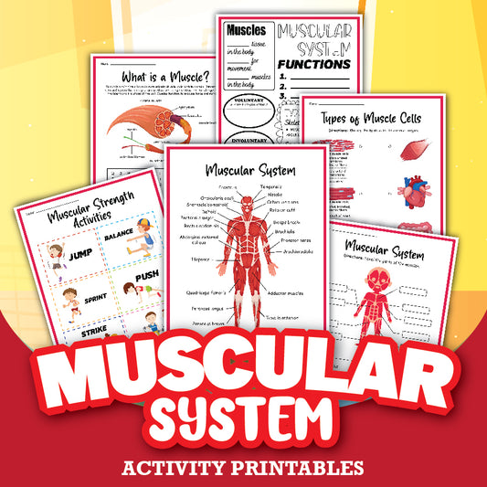 The Muscular System Activity Set from Wondermom Shop is an educational kit packed with printables that cover the muscular system. It includes diagrams, definitions, activities, and details on various muscle cell types. The "Muscular System" title is prominently displayed, making it easy to identify. This set offers engaging activities specifically designed for learning about the human muscular system.