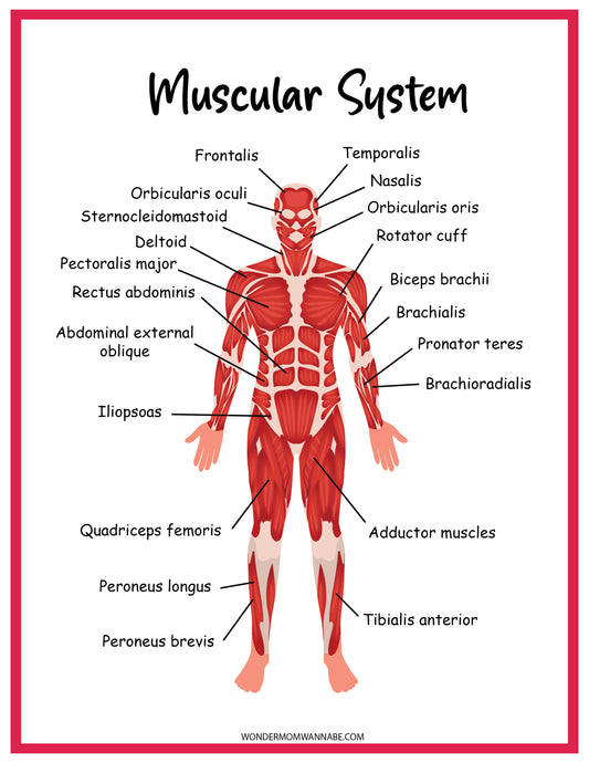 Diagram of the human muscular system, featuring labeled muscles such as frontalis, deltoid, biceps brachii, rectus abdominis, quadriceps femoris, and tibialis anterior. Perfect for educational activities and part of the comprehensive Muscular System Activity Set by Wondermom Shop.