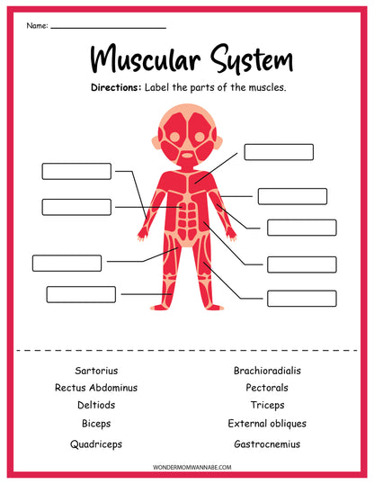 The Wondermom Shop's Muscular System Activity Set features a diagram of the human muscular system for labeling, showcasing a cartoon figure with blank labels pointing to various muscle groups. This set includes a list of muscle names provided below the figure, making it perfect for educational activities.
