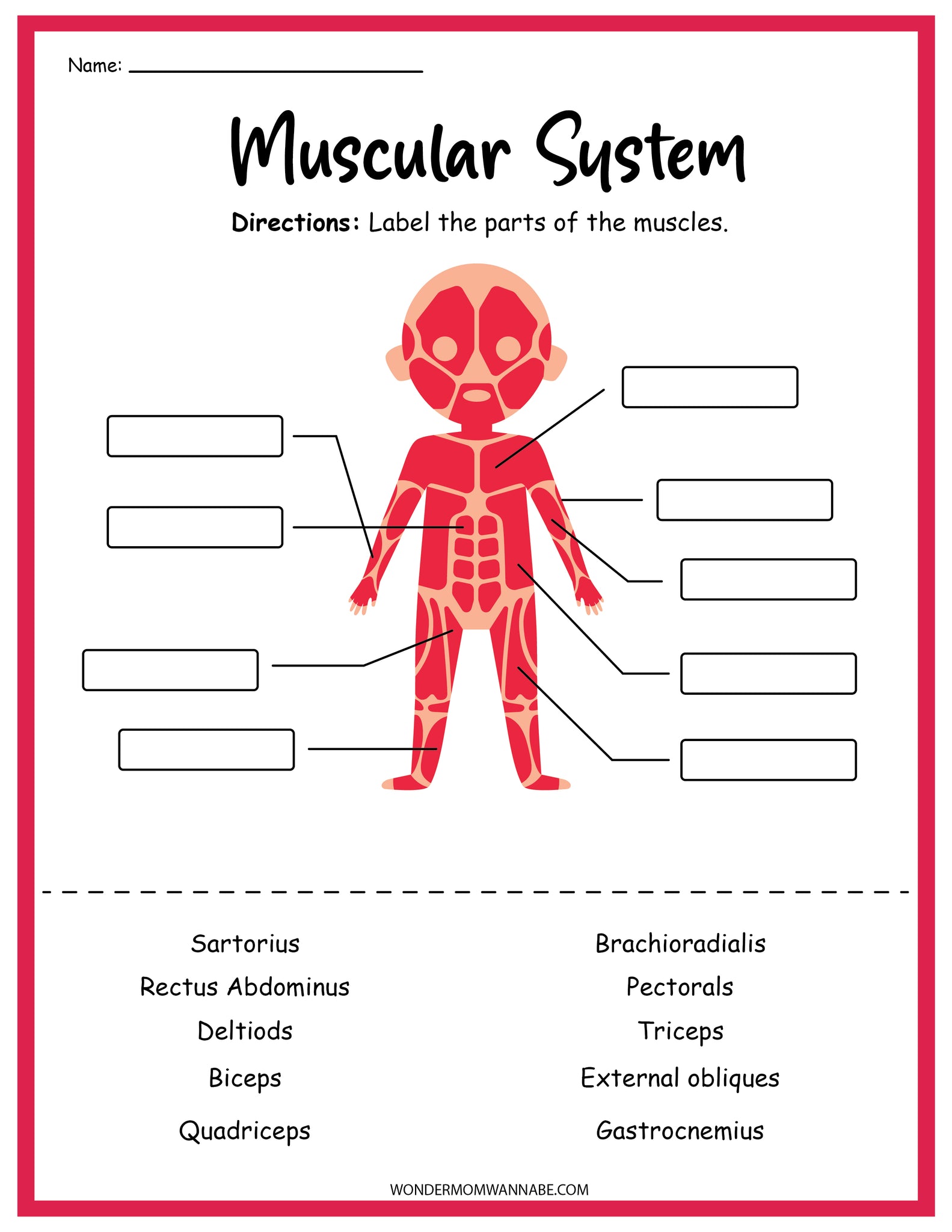 Muscle System Excercise Muscular System For Kids Worksheets