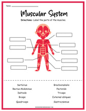 Load image into Gallery viewer, Muscular System Activity Set
