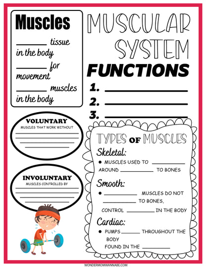 An engaging "Muscular System Activity Set" from Wondermom Shop, featuring an educational poster titled "Muscular System" that includes sections on muscle functions, types of muscles, and voluntary vs. involuntary muscles, complete with illustrations and fill-in-the-blank areas.
