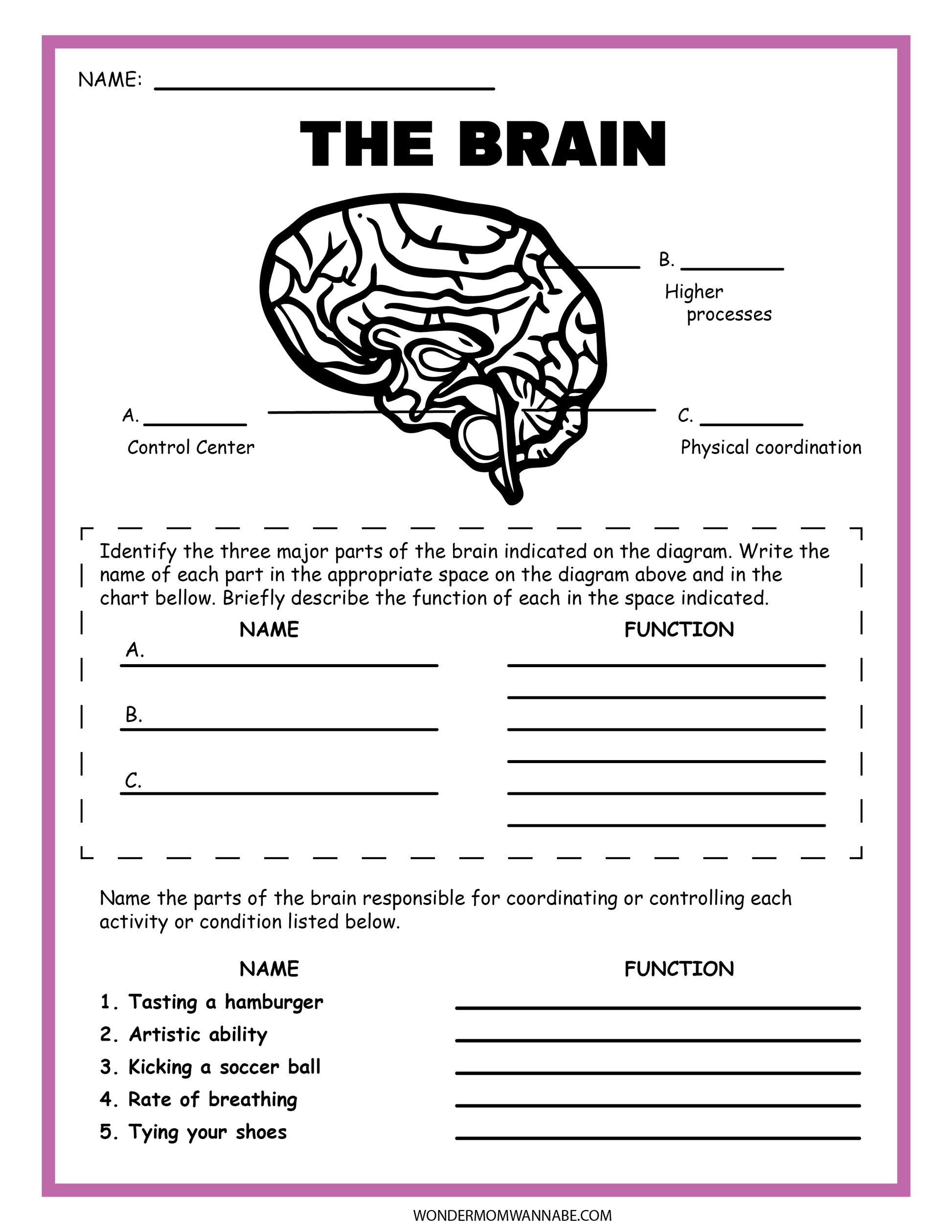 The Nervous System Activity Set by Wondermom Shop includes a brain diagram worksheet ideal for educational tasks, featuring labeled sections A, B, and C. Students can identify and describe nervous system functions while matching brain parts to activities such as tasting and artistic ability.
