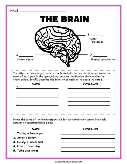 The Nervous System Activity Set by Wondermom Shop includes a brain diagram worksheet ideal for educational tasks, featuring labeled sections A, B, and C. Students can identify and describe nervous system functions while matching brain parts to activities such as tasting and artistic ability.