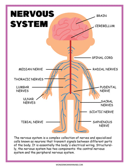 Discover the Nervous System Activity Set by Wondermom Shop, which offers an educational brain diagram detailing the human nervous system. It includes labeled parts like the cerebellum, spinal cord, and median, radial, and sciatic nerves with text explaining each component’s function.
