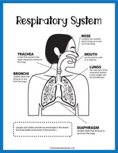 Load image into Gallery viewer, Respiratory System Activity Set
