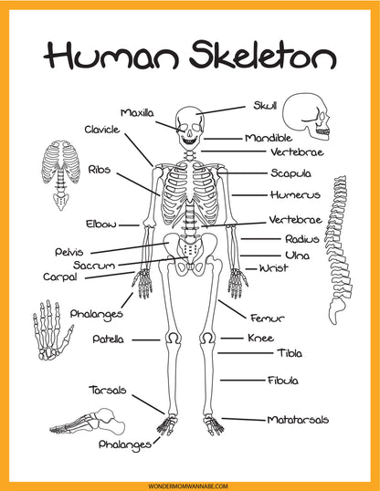 Explore the Skeletal System Activity Set by Wondermom Shop, featuring a detailed diagram of a labeled human skeleton. Highlight important bones such as the skull, clavicle, ribs, pelvis, femur, tibia, and phalanges. Additionally, this educational activity includes a side view of the spine to deepen your understanding of the skeletal system.