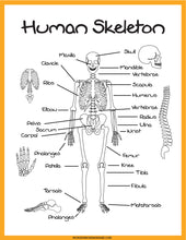 Load image into Gallery viewer, Skeletal System Activity Set
