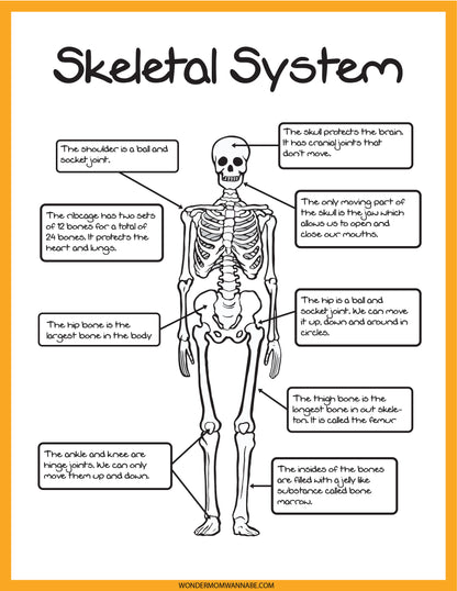 Explore the fascinating anatomy of the human skeletal system with the Wondermom Shop's Skeletal System Activity Set. This engaging educational tool features a detailed diagram with labeled parts such as the skull, shoulder, ribcage, spine, hip, thigh bone, ankle, and knees, emphasizing their functions and connections.