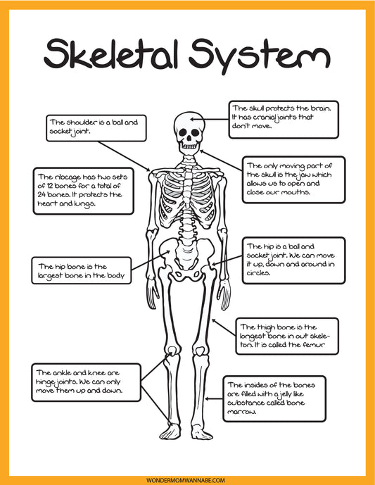 Explore the fascinating anatomy of the human skeletal system with the Wondermom Shop's Skeletal System Activity Set. This engaging educational tool features a detailed diagram with labeled parts such as the skull, shoulder, ribcage, spine, hip, thigh bone, ankle, and knees, emphasizing their functions and connections.