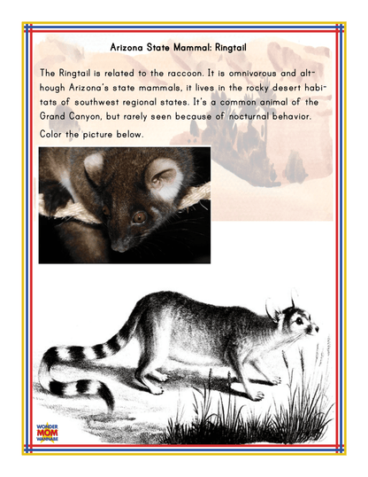 Discover the nocturnal Ringtail, an omnivorous mammal related to the raccoon and commonly found in the southwestern United States, with the Arizona Travel Guide and Activity Kit for Kids by Wondermom Shop. This educational kit includes a black-and-white illustration of the Ringtail for kids to color, as highlighted in many Arizona travel guides.